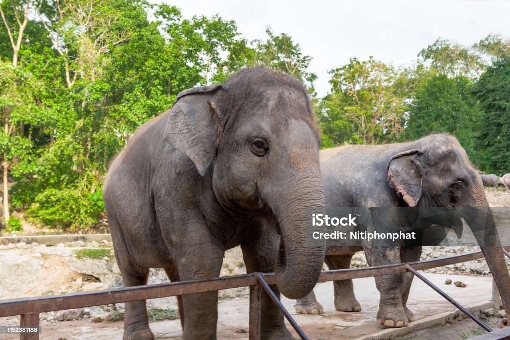 Elephant In The Safari Park Elephant Is The National Animal Of Thailand If You Come To Thailand Is There An Cute Elephant Welcomed Well Tourists Stock Photo - Download Image Now - iStock Elephant In The Safari Park Elephant Is The National Animal Of Thailand If You Come To Thailand Is There An Cute Elephant Welcomed Well Tourists Stock Photo - Download Image Now - iStock