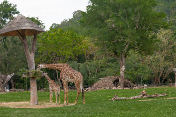 istock Giraffe portrait in the Safari park. 1152381287