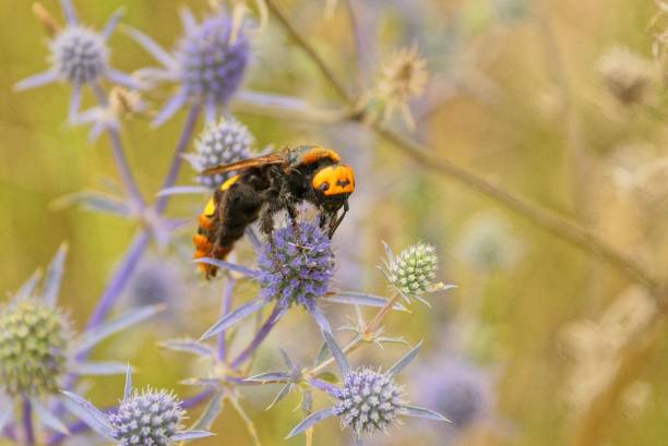 istock big hornet sits on a blue flower bud 1152382870
