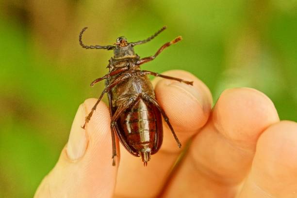 istock fingers hold big brown beetle 1152382976