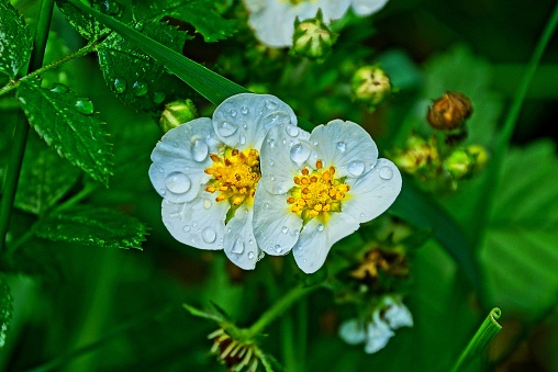 two white strawberry flowers in water drops in green leaves