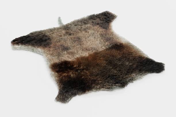 istock Realistic 3D Render of Boar Skin 1152384064