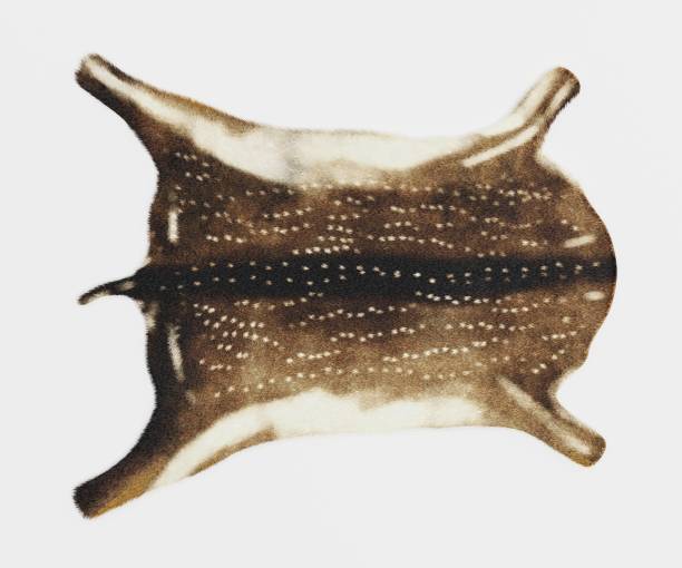 Realistic 3D Render of Deer Skin