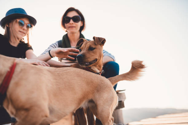 istock Two dogs playing around their owners 1152384582