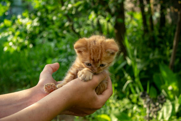 istock little ginger kitten on the palm 1152385460