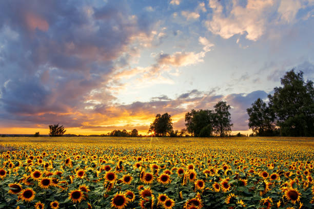 istock Romantic sunflower field in the sunset with impressive sky. 1152386538