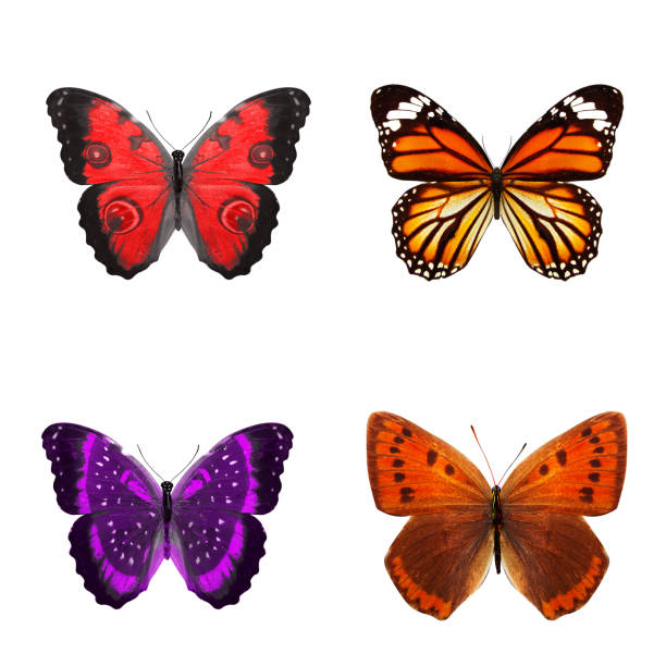 istock tropical butterflies isolated on white. 1152387398