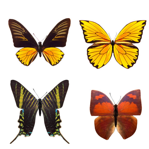 istock tropical butterflies isolated on white. 1152387406