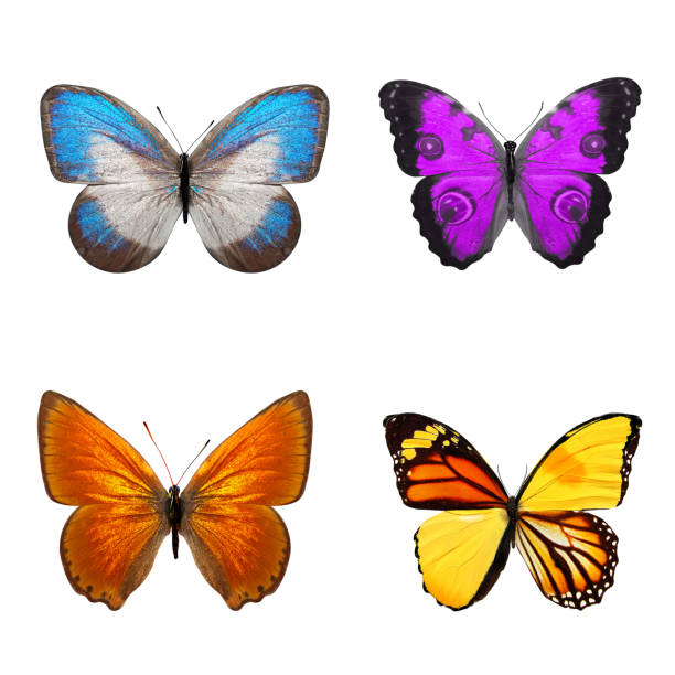 istock tropical butterflies isolated on white. 1152387411