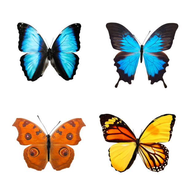 istock tropical butterflies isolated on white. 1152387412