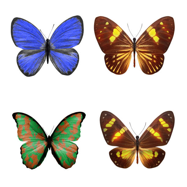 istock tropical butterflies isolated on white. 1152387418