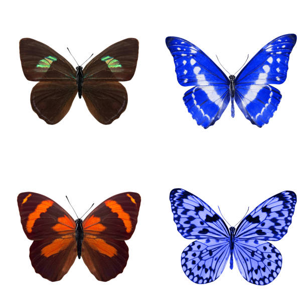 istock tropical butterflies isolated on white. 1152387457