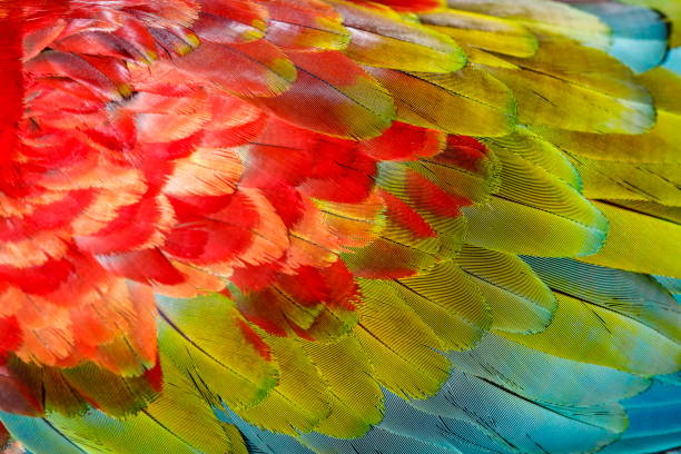 istock Colorful Parrot macaw wing - tropical bird plumage pattern – Pantanal, Brazil 1152387501