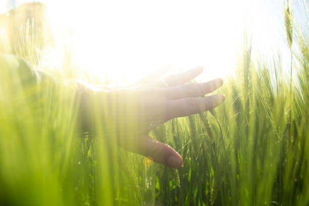 istock Hand moving through field of barley 1152389064