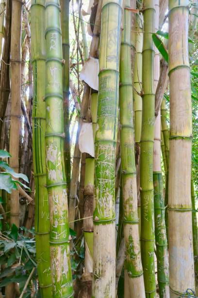 istock Image of giant bamboo canes with names scratched into surface like graffiti vandalism, bamboo plants growing in oriental landscaped Japanese garden with maples and pine trees 1152389195