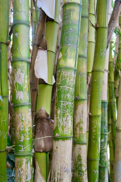 istock Image of giant bamboo canes with names scratched into surface like graffiti vandalism, bamboo plants growing in oriental landscaped Japanese garden with maples and pine trees 1152389198