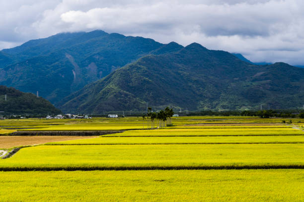 istock Ripe paddy Field in Taiwan eastern. 1152392066