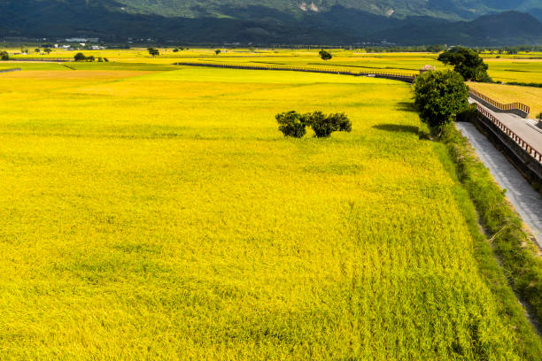 istock Rice crop soon to be harvest 1152392300