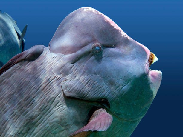Close up of the head of a Bumphead Parrotfish. stock photo