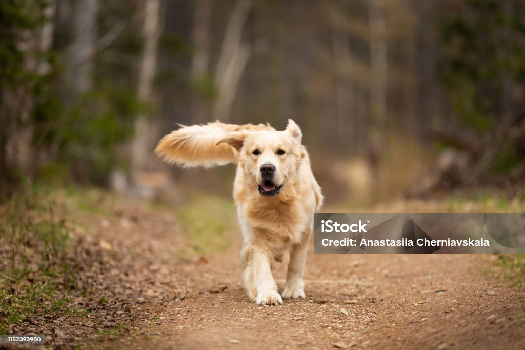 Crazy Cute And Funny Dog Breed Golden Retriever Running In The Forest And  Has Fun At Sunset Stock Photo - Download Image Now - iStock