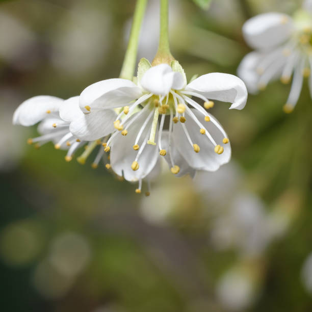 istock Blooming cherry tree with white flowers, blurred sunlight. Soft focus. Spring blossom flower background 1152393954