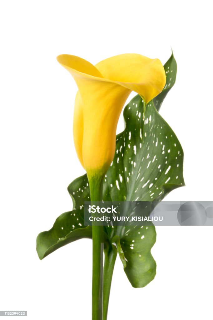 Einzelne gelbe Calla-Blume isoliert auf weißem Hintergrund - Lizenzfrei Lilien Stock-Foto