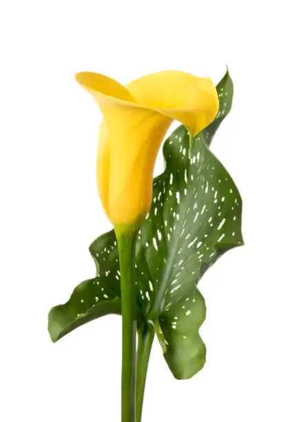 Single yellow calla flower isolated on white background