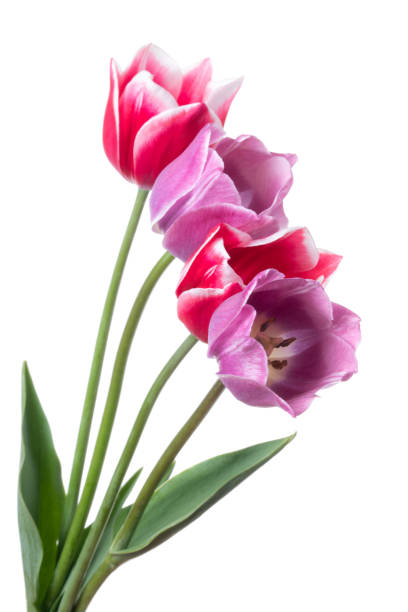 istock Lilac and pink tulips isolated on a white background 1152394379