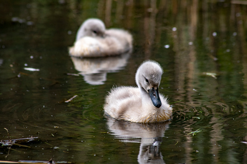 Close-up of a baby Black Swan