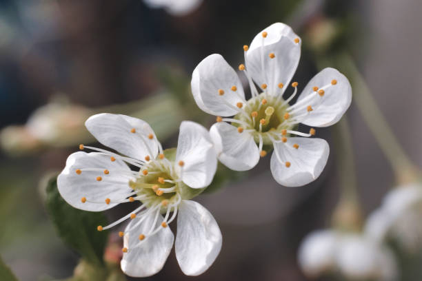 istock Blooming cherry tree with white flowers in morning sunshine and shadow, blurred sunlight. Soft focus. Spring blossom flower background. 1152394856