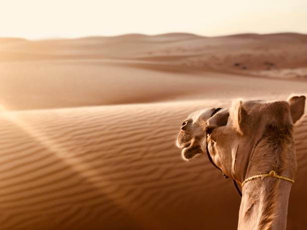 istock Wahiba sands, Oman 1152395437
