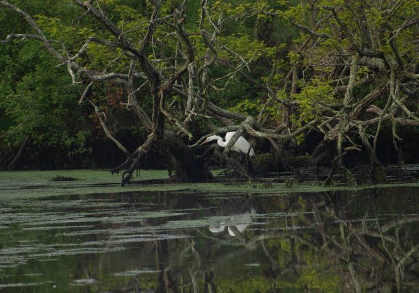 istock Great Egret at Carmen River Fishing Access #1, Mastic NY 1152395634
