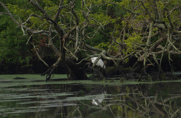 istock Great Egret at Carmen River Fishing Access #2, Mastic NY 1152395648