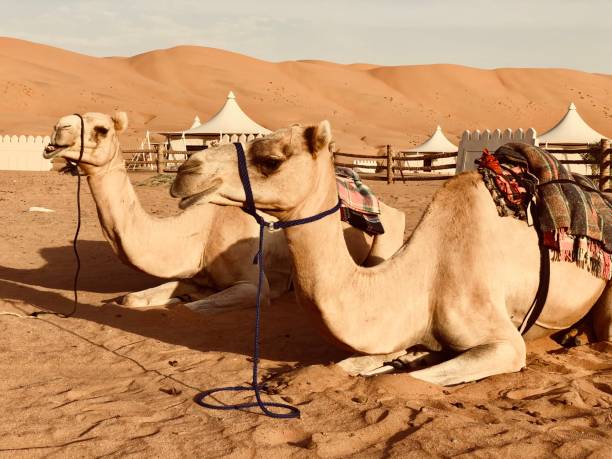 istock Wahiba sands, Oman 1152396427