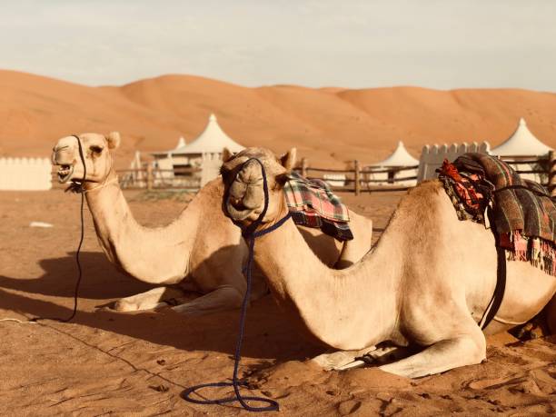 istock Wahiba sands, Oman 1152396432