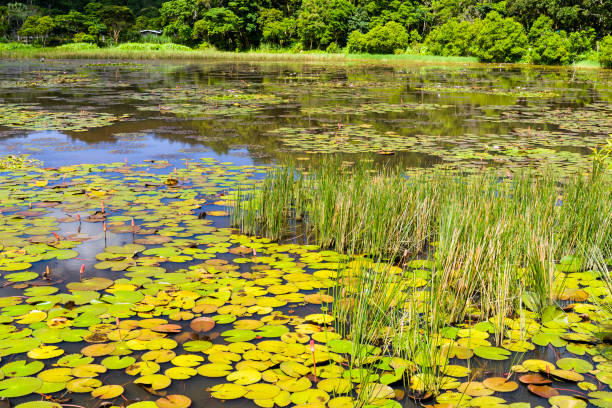 dongyuan wetland in pingtung, taiwan. - 11084 stock-fotos und bilder