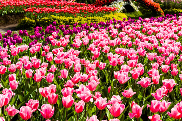 istock Beautiful tulips flower on blue sky background 1152397120