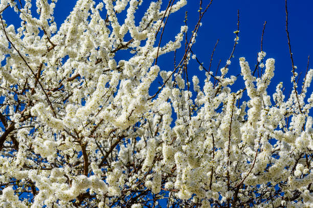 white Prunus padus flowers Branches with blooming white Prunus padus flowers padus avium stock pictures, royalty-free photos & images