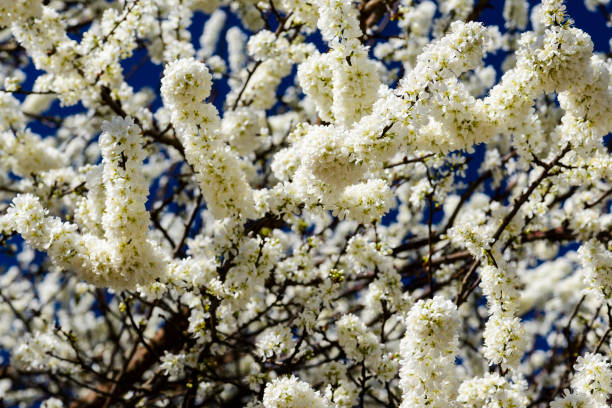 white Prunus padus flowers Branches with blooming white Prunus padus flowers padus avium stock pictures, royalty-free photos & images