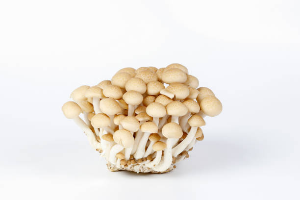 mushroom White brown shimeji mushroom on white background buna shimeji stock pictures, royalty-free photos & images