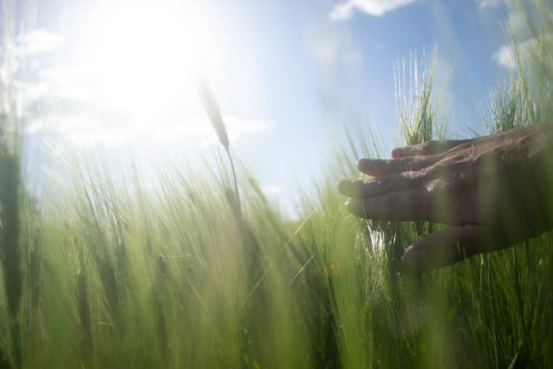 istock Hand moving through field of barley 1152399448
