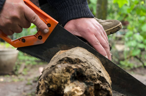 istock Man using hand saw to cut wood.Spring work in the garden 1152399570