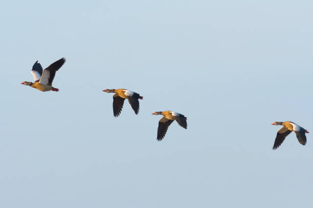 istock Flock of Egyptian geese 1152400696