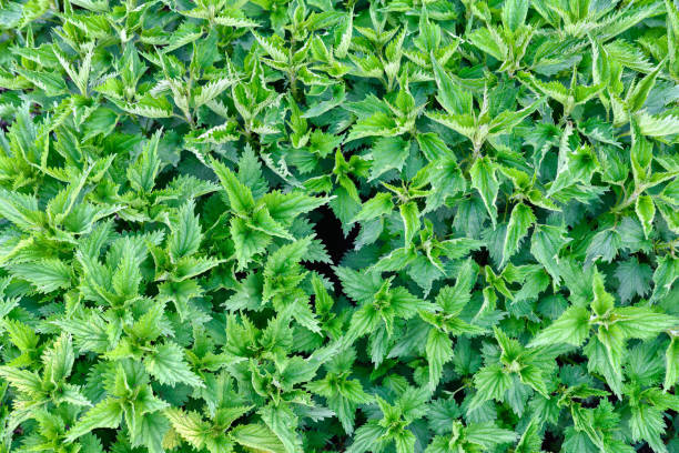 urtica dioica, wspólne lub kłujące pokrzywy tle. świeże zielone pokrzywy na wiosnę, zdrowe zioło - stinging nettle herb herbal medicine leaf zdjęcia i obrazy z banku zdjęć