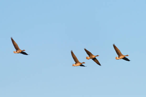 istock Flock of White-fronted Geese 1152401530