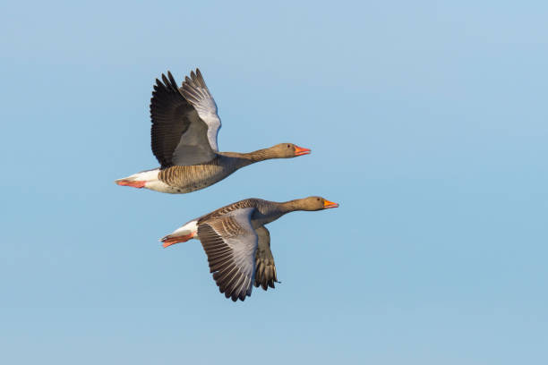 Greylag geese flying Greylag geese, Anser anser, flying over lake, Germany, Europe goose bird stock pictures, royalty-free photos & images