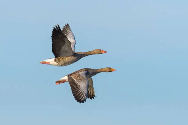 Greylag geese, Anser anser, flying over lake, Germany, Europe