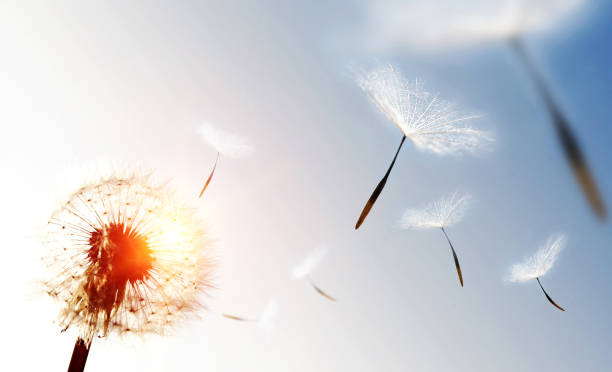 diente de león soplando semillas en el cielo - flowerseeds fotografías e imágenes de stock