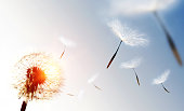 Dandelion blowing seeds in the sky