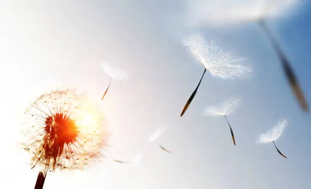 Photo of Dandelion blowing seeds in the sky